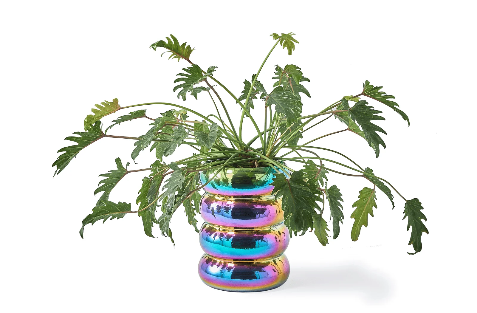 Pols Potten Chubby Plant Pot | Pflanzengefäß Multi-Color