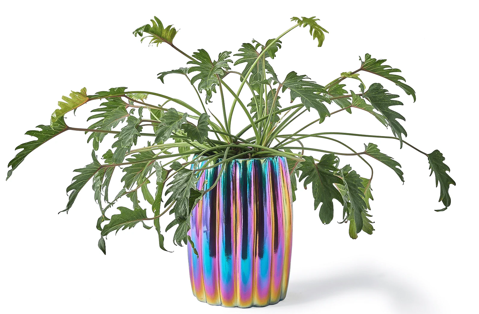 Pols Potten Curvy Plant Pot | Pflanzengefäß Multi-Color